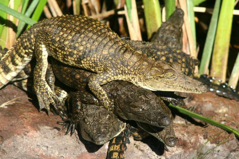 Junge Nilkrokodile beim Sonnenbad