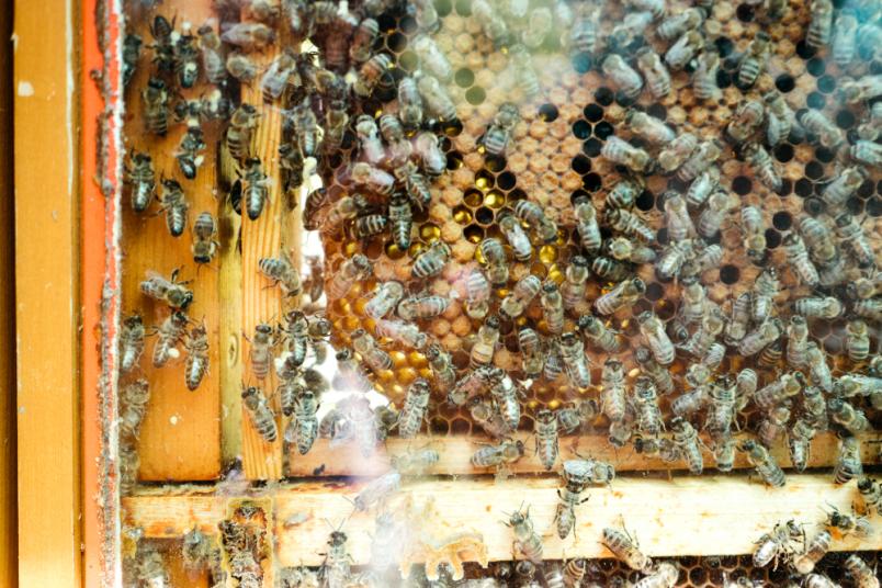 Bienenwaben