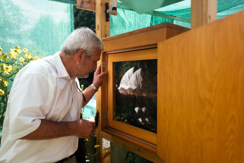 Mann vor einem Bienenschaukasten