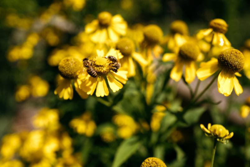 Bienen auf Blumen