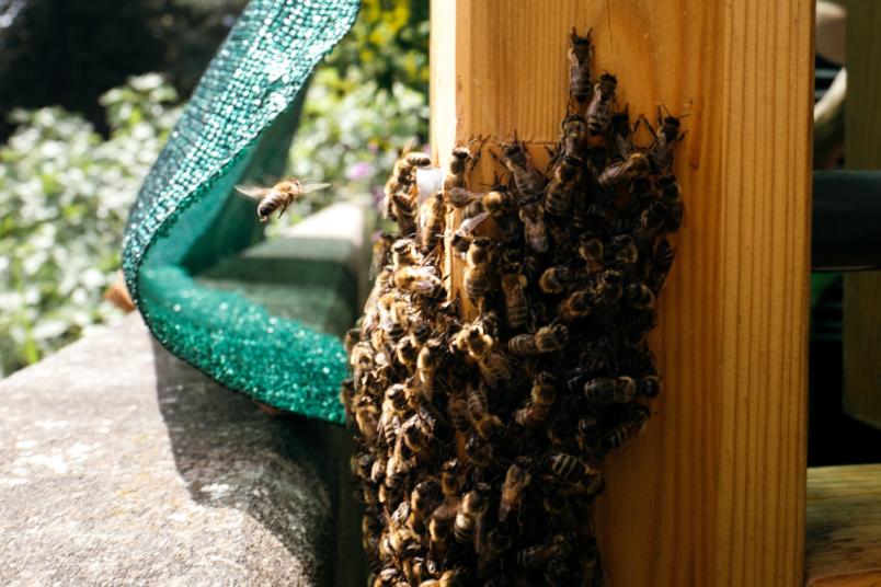 Bienen am Ausgang eines Bienenstocks