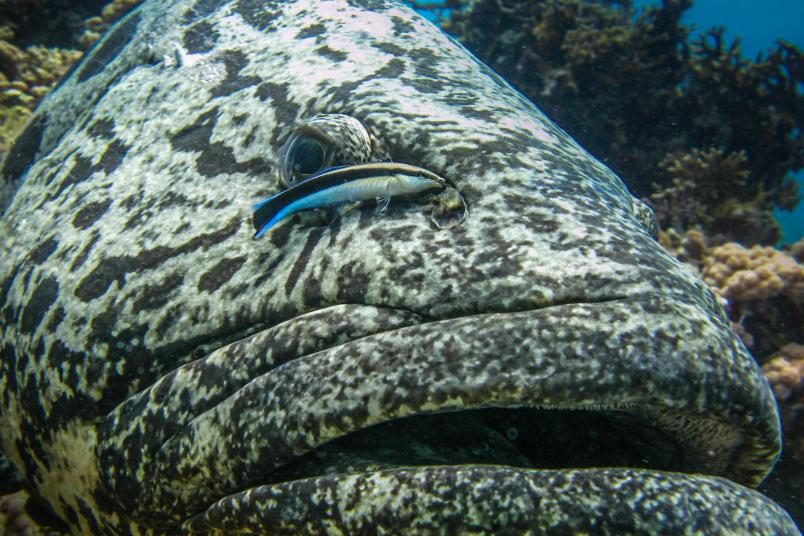 Großer und kleiner Fisch