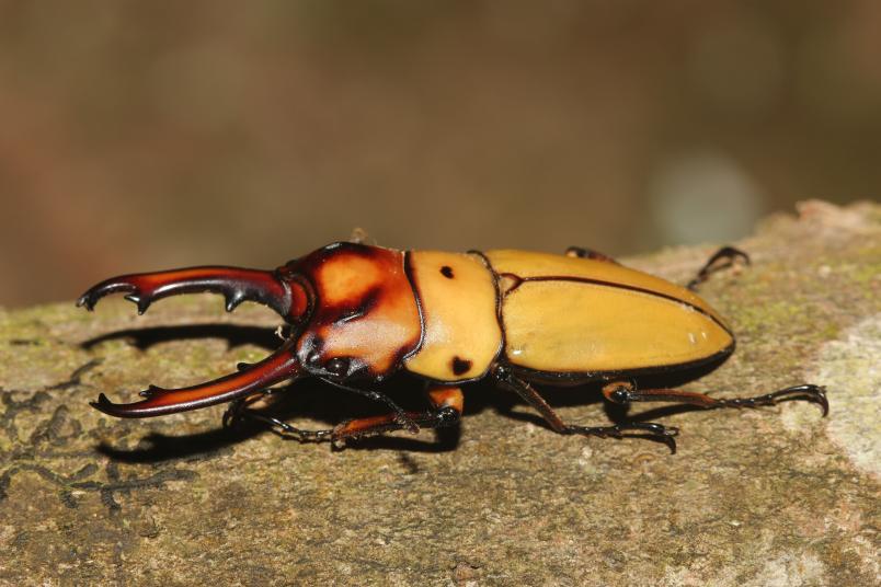 Hirschkäfer