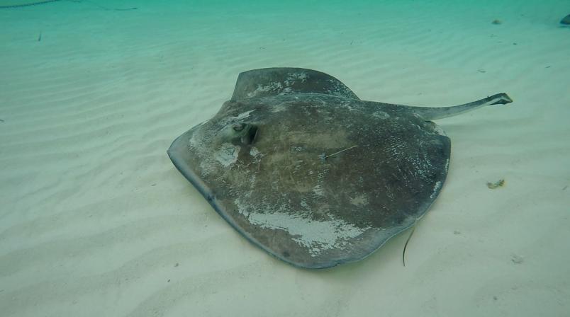 Stachelrochen im Meer