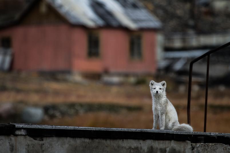 Polarfuchs