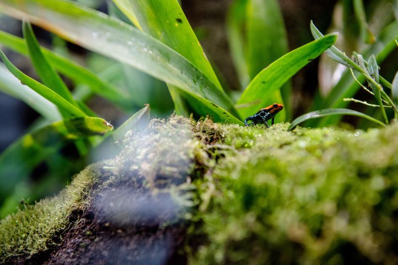 Pfeilgiftfrösche im Terrarium