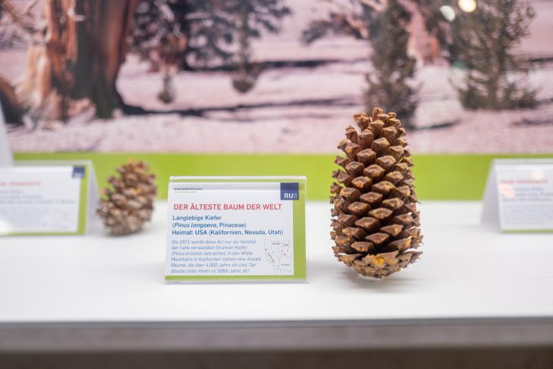 Zapfen von altem Baum