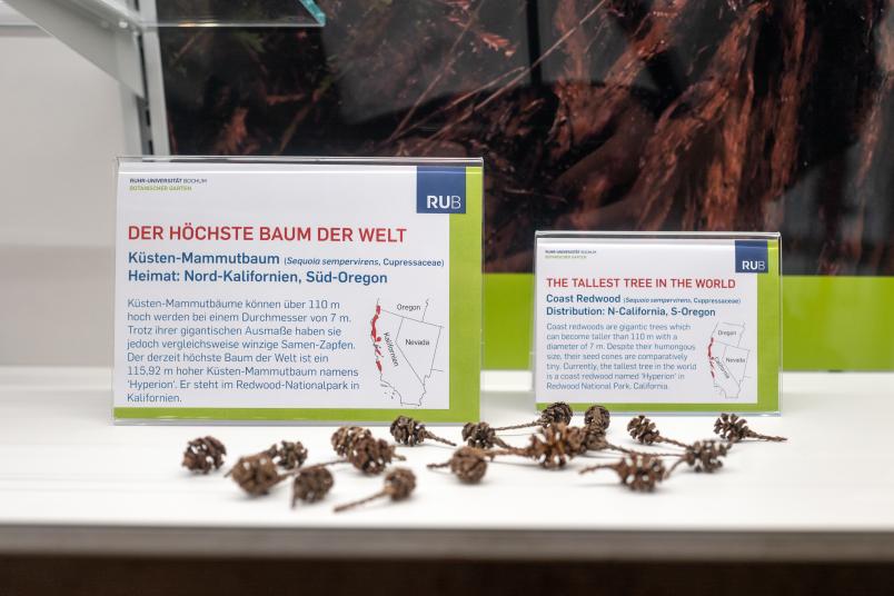 Zapfen vom höchsten Baum der Welt