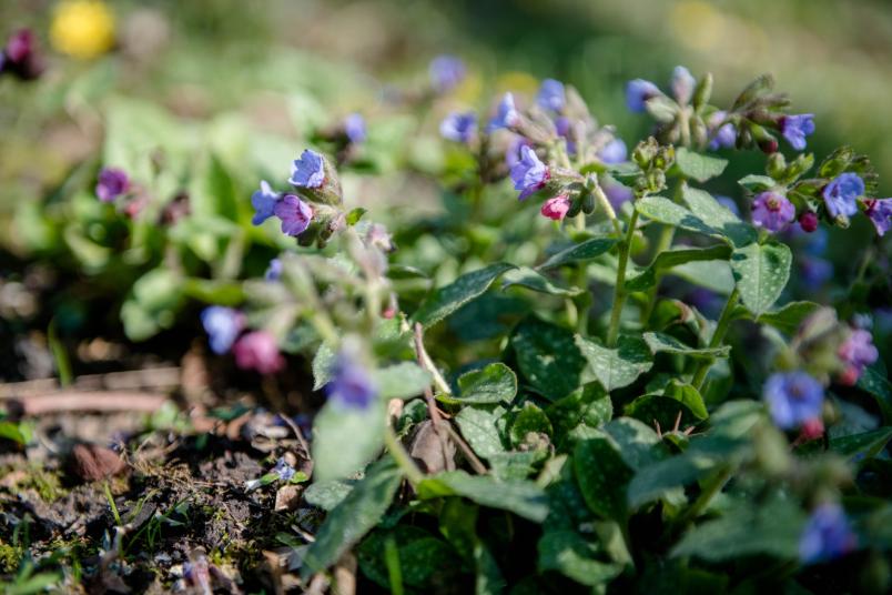 Geflecktes Lungenkraut in der Erde