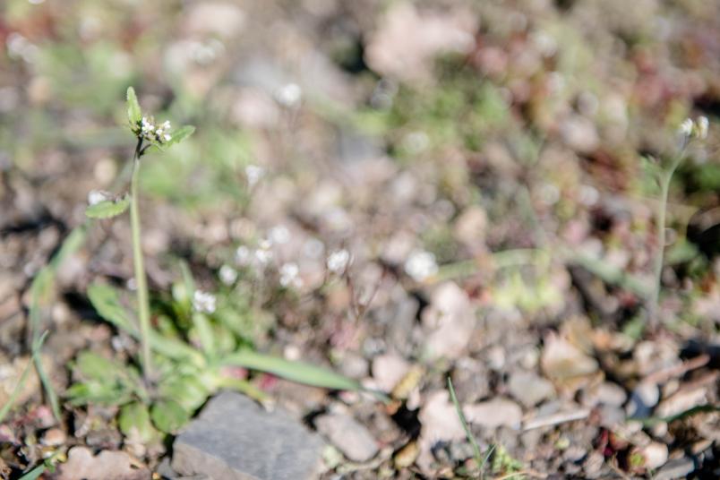 Behaartes Schaumkraut im Boden