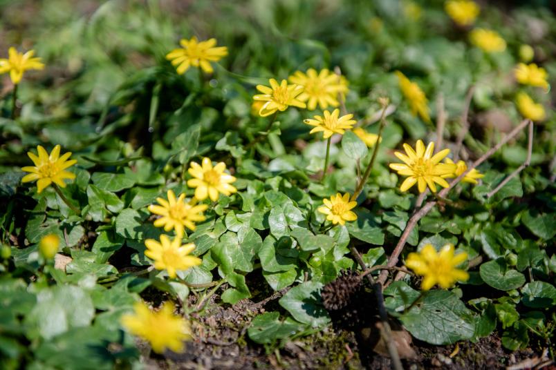 Scharbockskraut in der Erde