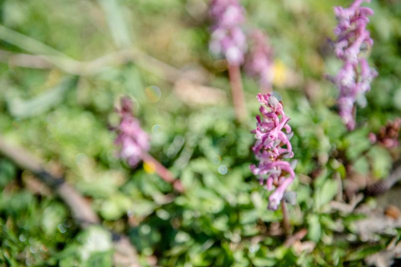 Lerchensporn im Boden