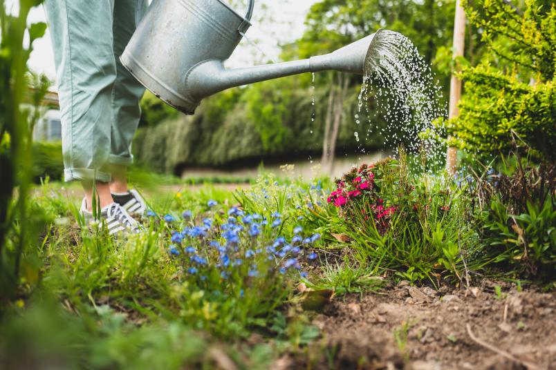 Gießkanne begießt bunte Blumen.