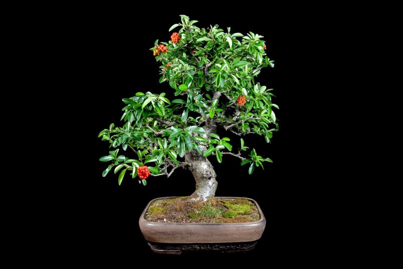 Bonsai-Pflanze