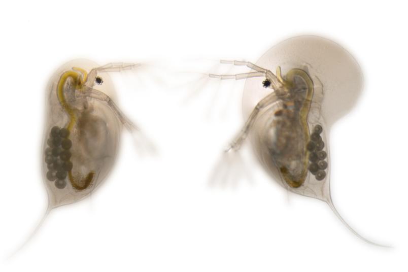 Mikroskopische Aufnahme von Wasserfloh mit und ohne vergrößertem Kopf