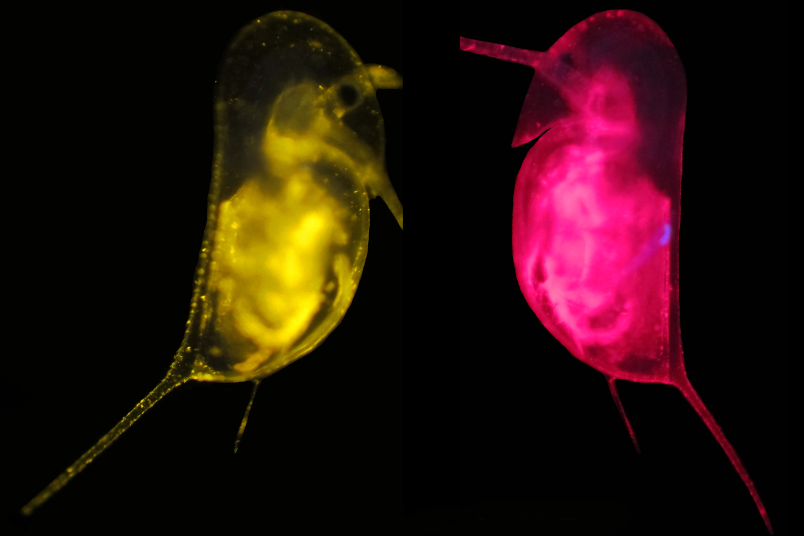 Mikroskopische Aufnahme gefärbter Wasserflöhe