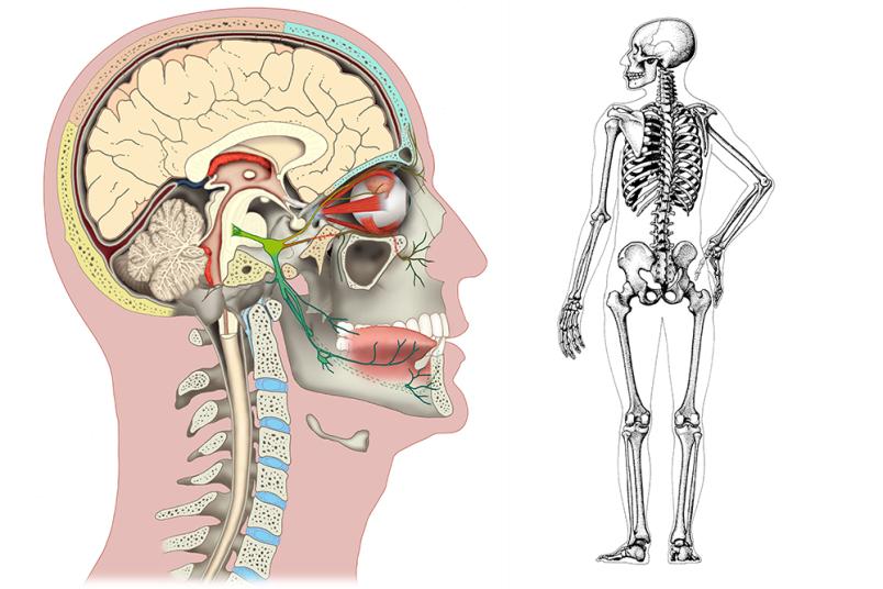 Anatomische Zeichnungen