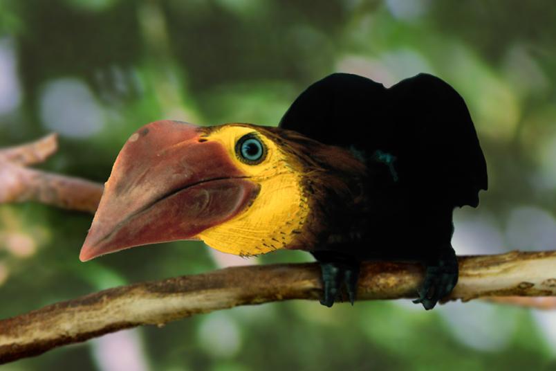 Korallenschnabel-Hornvogel auf einem Ast