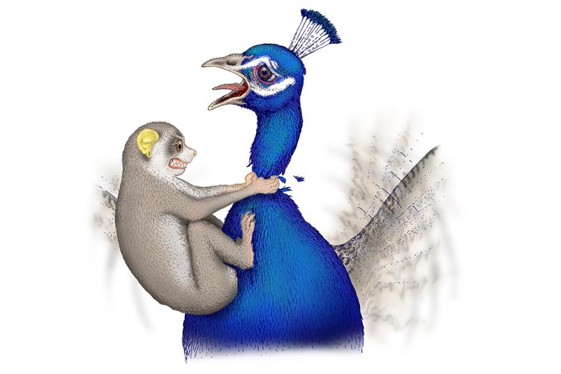 Cartoon: Lori würgt Pfau