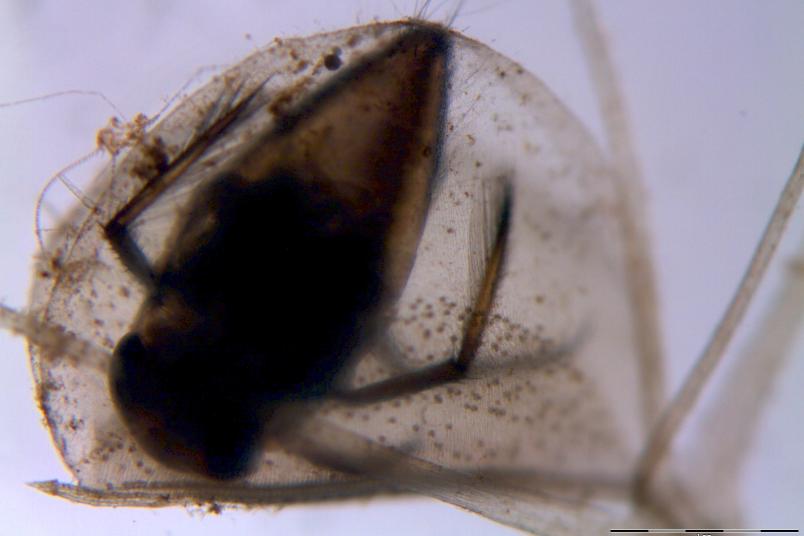 Rückenschwimmer in Wasserfalle