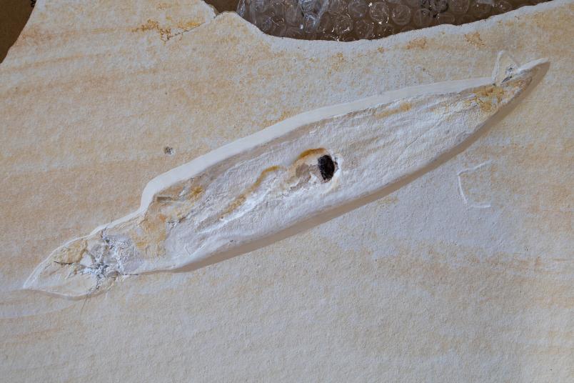 Fossil