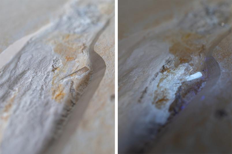 Fossil