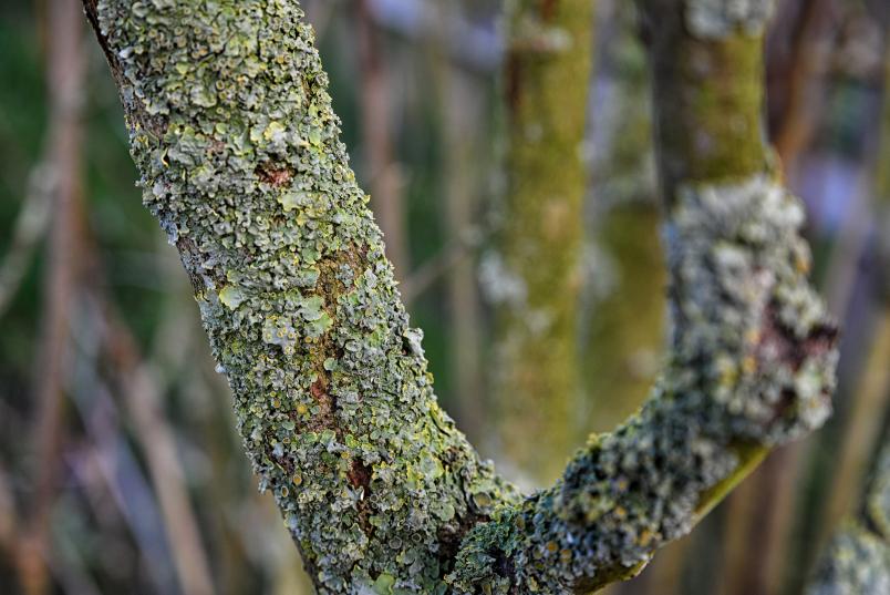 Flechten auf einem Baum