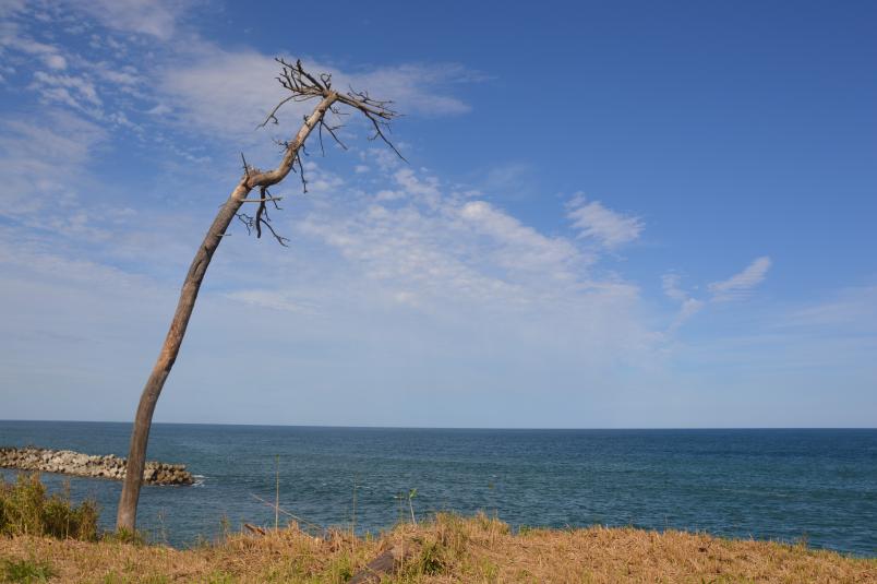 Ein kahler Baum an einer Küste