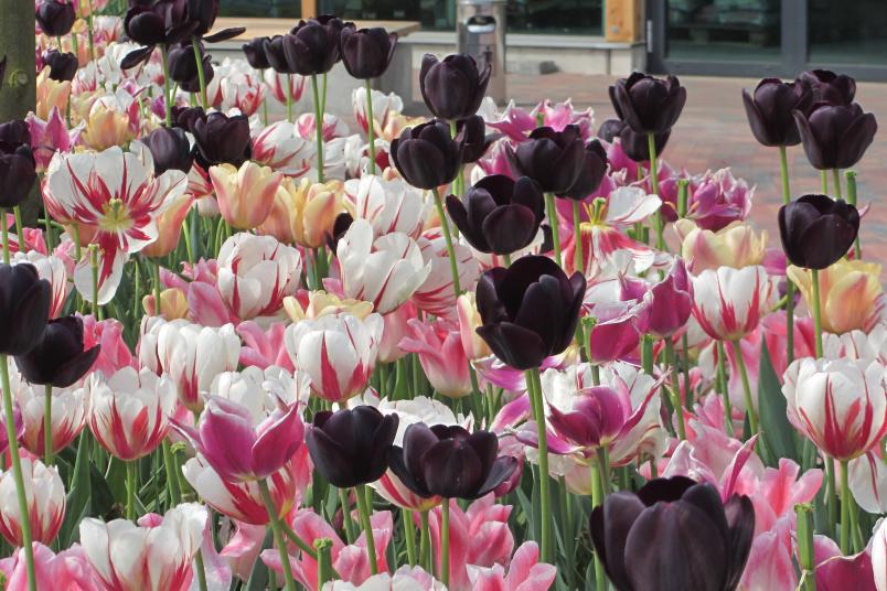 Blumenbeet