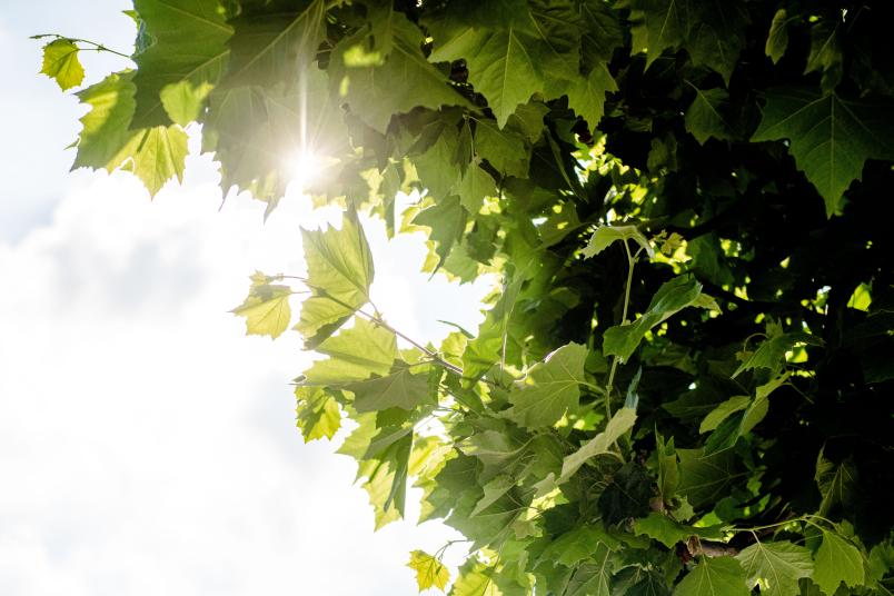 Sonne scheint durch grünes Blätterdach.