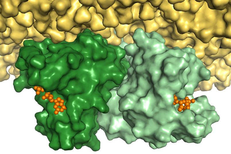 Computersimulation des Ras-Dimers