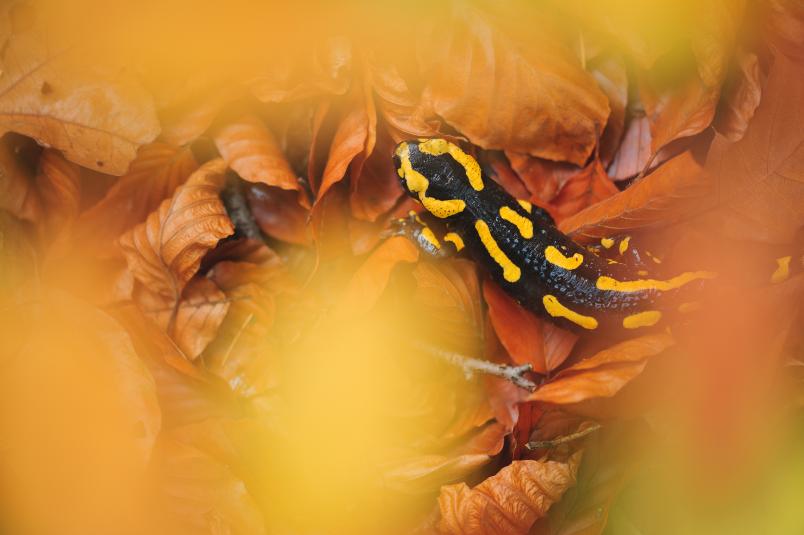 Ein Feuersalamander im Laubbett.