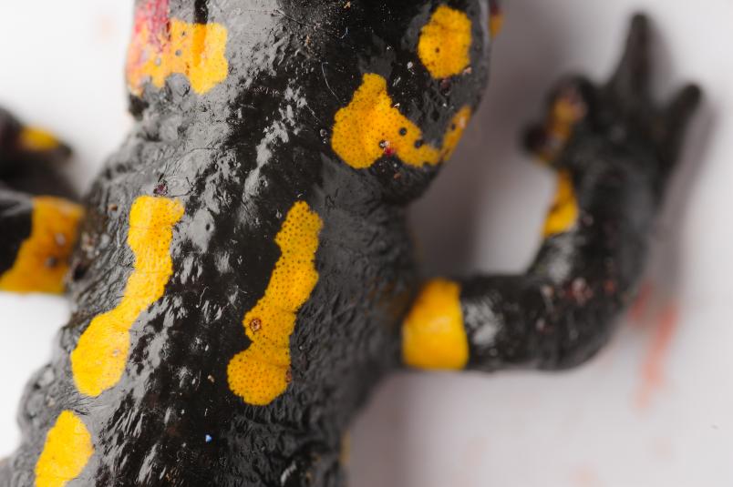 Nahaufname der Haut eines Feuersalamanders.