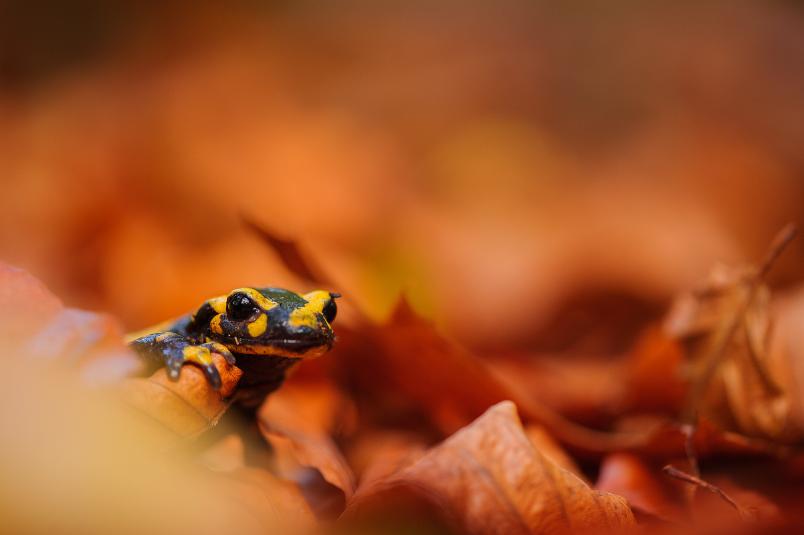 Ein Feuersalamander im Laubbett. 