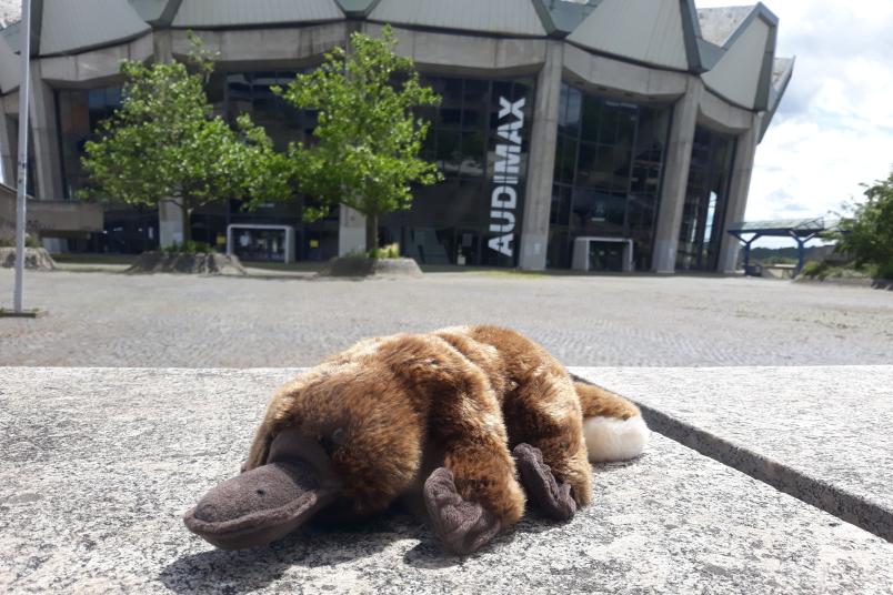 Plüsch-Schnabeltier auf dem RUB-Campus