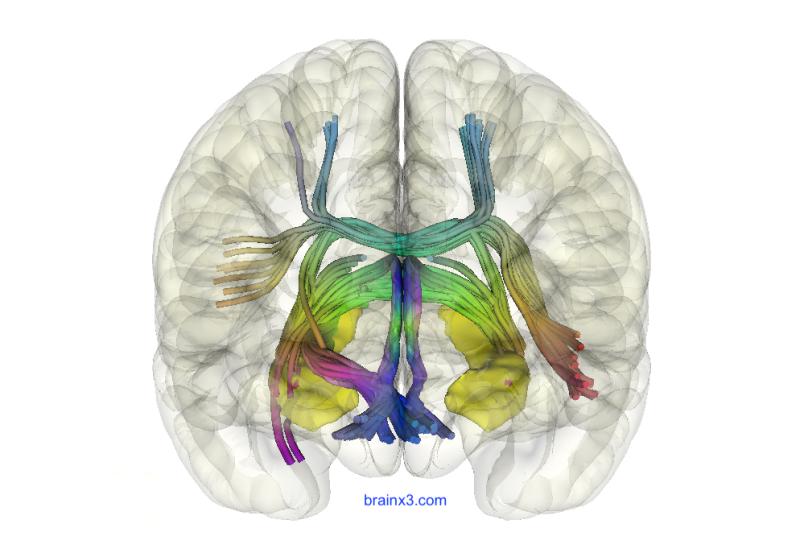Faserverbindungen des Hippocampus