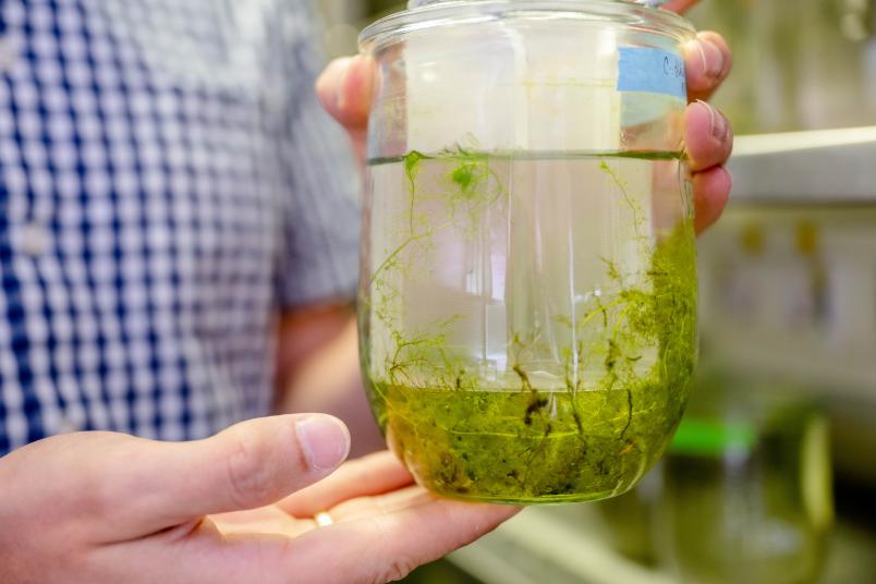 Weckglas mit Wasserpflanzen