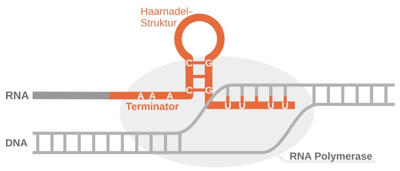 Grafik einer RNA-Haarnadelstruktur