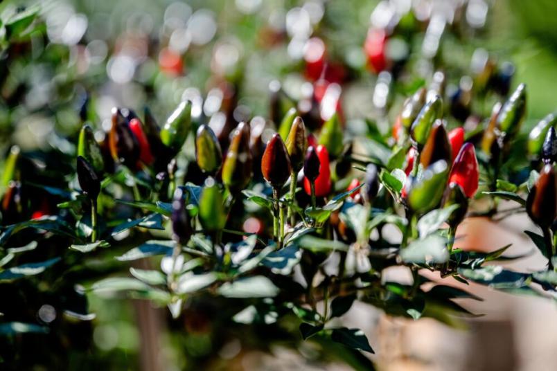Kleine Chili-Schoten