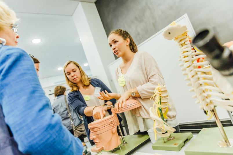 Neurowissenschaften: Infostand mit Gehirnmodell