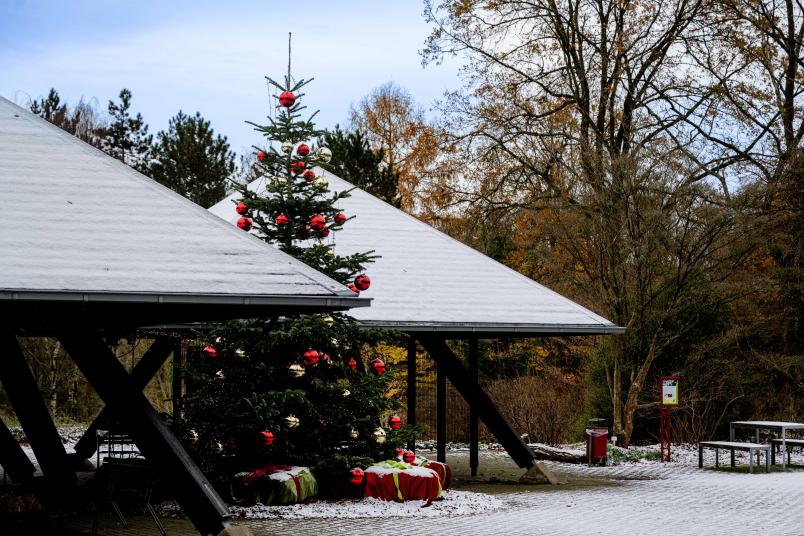 Weihnachtsbaum im Botanischen Garten der Ruhr-Universität