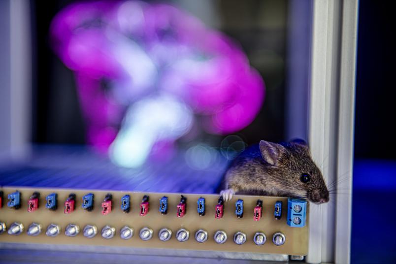 Maus in einer Versuchsanordnung