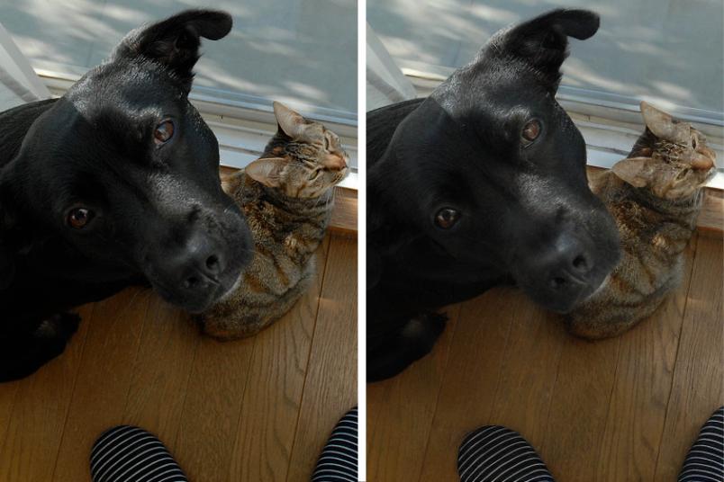 Ein zweigeteiltes Bild: Beide Hälften zeigen nahezu das gleiche Motiv, nämlich einen Hund mit einer Katze. Die rechte Version ist minimal unschärfer.