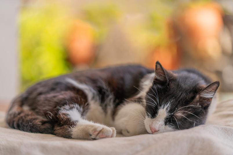 Schlafende Katze
