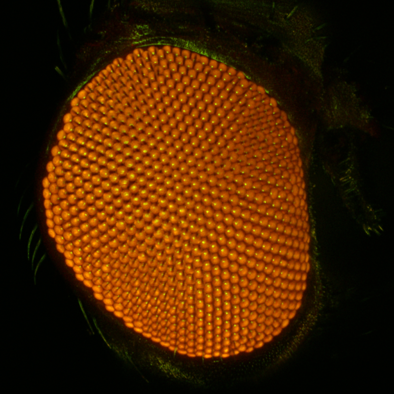 Nahaufnahme eines Facettenauges