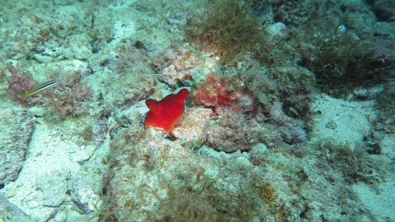 Meeresbewohner Seescheide im Meer