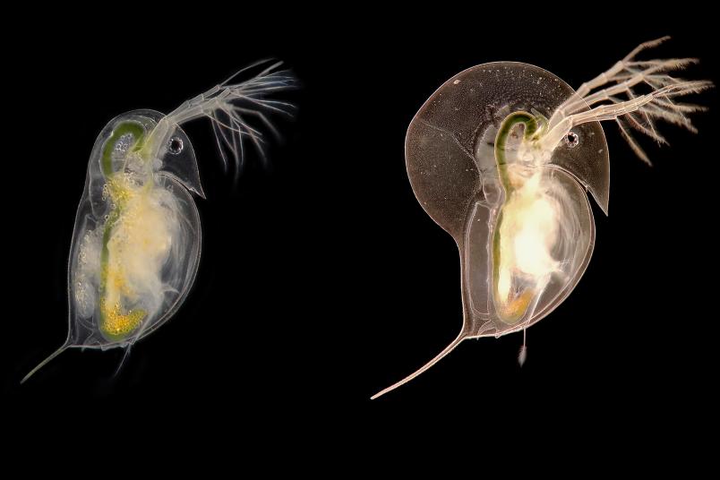 Daphnia longicephala mit und ohne Verteidigung