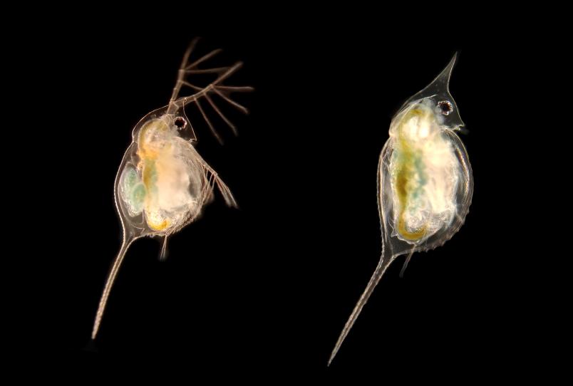 Daphnia lumholtzi mit und ohne Verteidigung
