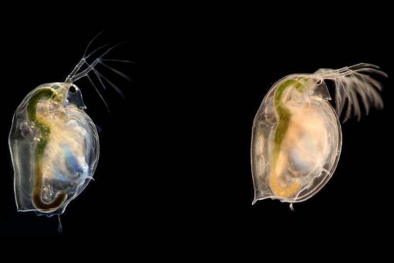 Daphnia magna mit und ohne Verteidigung