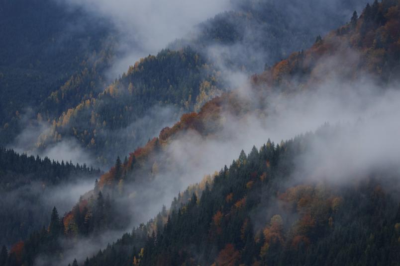 Nebelverhangener Wald